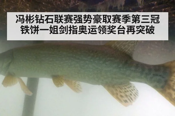 冯彬钻石联赛强势豪取赛季第三冠 铁饼一姐剑指奥运领奖台再突破